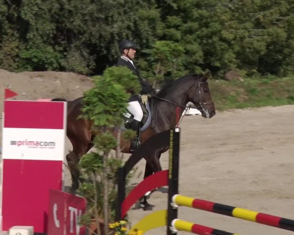 Reitturnier Greppin 2017