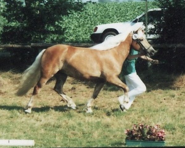 broodmare Anika (Haflinger, 1987, from Ankhan)