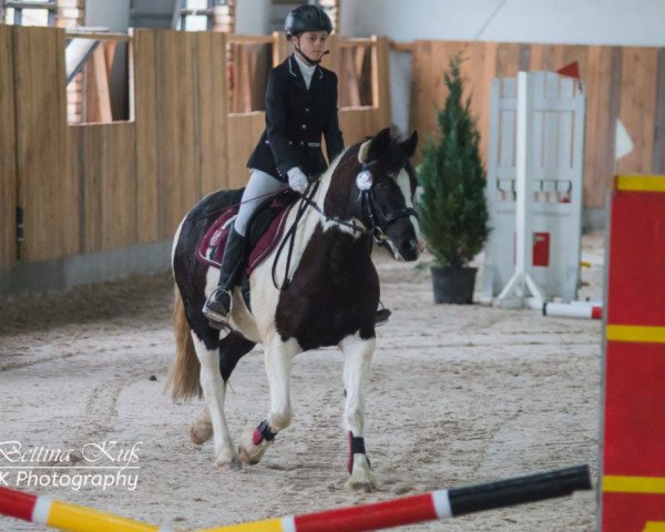 Pferd Coline (Tinker-Mix / Pinto Tinker / Crossbreed, 2012)