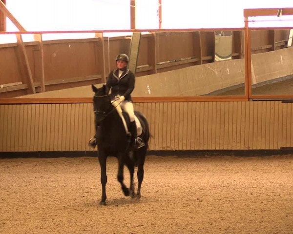 Reitturnier Uetz 2017