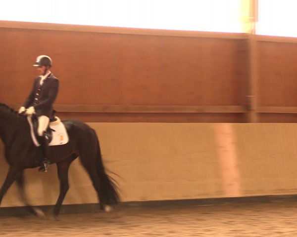 Reitturnier Uetz 2017