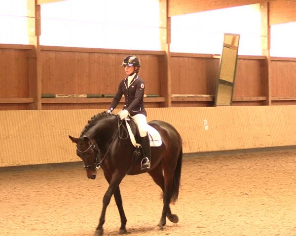 Reitturnier Uetz 2017
