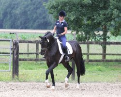 broodmare Diacantina 2 (Hanoverian, 2015, from Diacontinus)