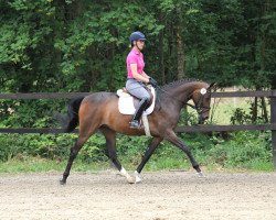 broodmare Babelle K (Westphalian, 2015, from Balous Bellini)