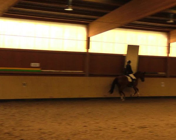 Reitturnier Uetz 2017