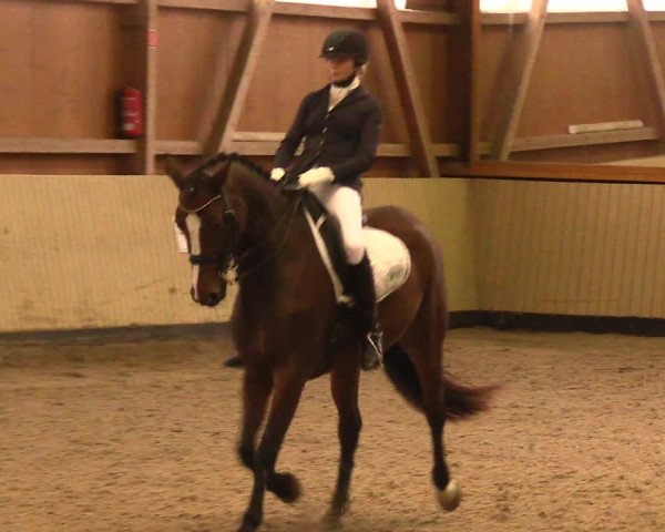 Reitturnier Uetz 2017