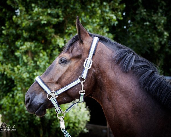 dressage horse San Black (Oldenburg, 2014, from San Amour I)
