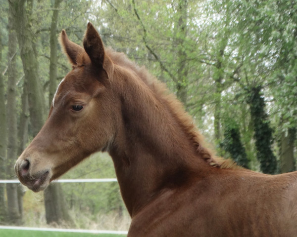 horse Hengst von Captain Jack / Filigran (Westphalian, 2018, from Captain Jack 44)