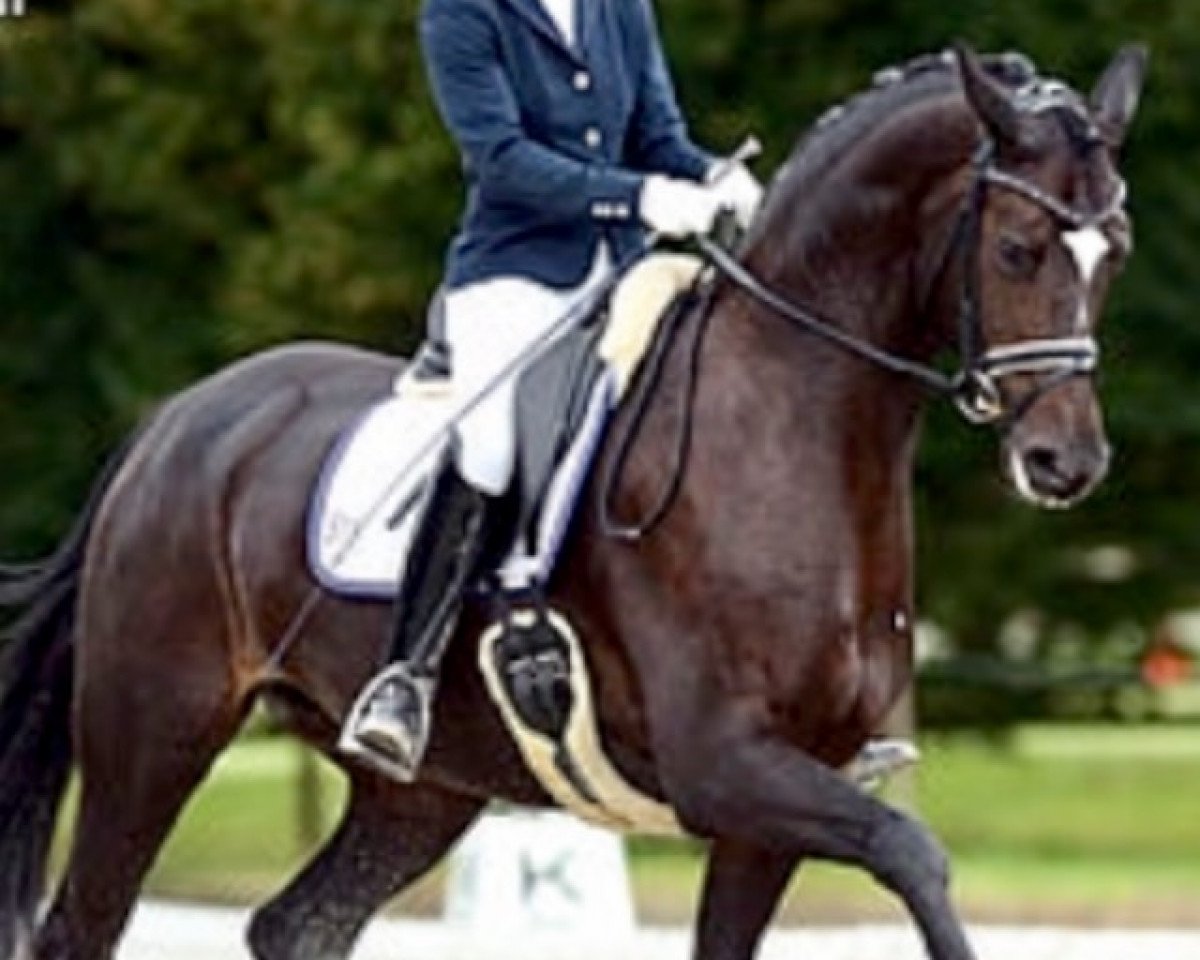 dressage horse Show Girl CH (Swiss Warmblood, 2009, from Show Star)