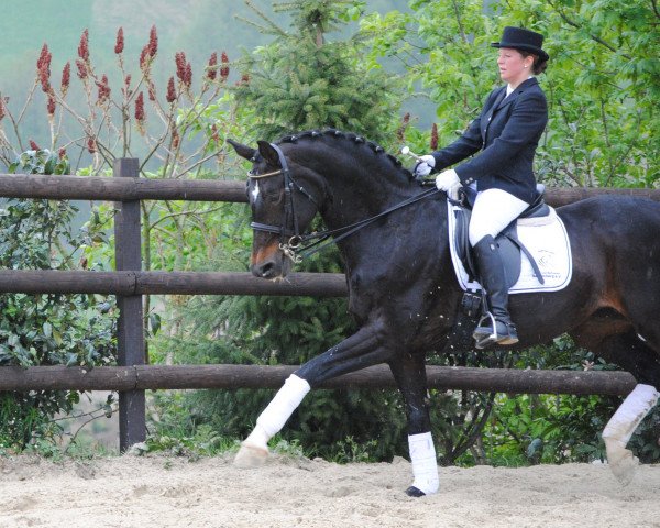 Zuchtstute Doreen H (Rheinländer, 1995, von Dunhill H) Zuchtstute Doreen H (Rheinländer, 1995, von Dunhill H)