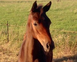 jumper Canberra HM (Oldenburg show jumper, 2018, from Casino Grande)