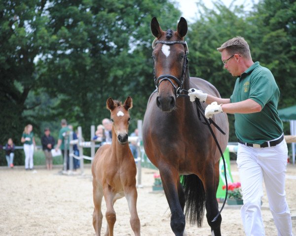 dressage horse Shosholoza C (Rhinelander, 2015, from Sir Heinrich OLD)