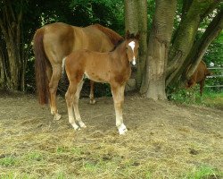 dressage horse Franky Boy (Westphalian, 2018, from Franziskus FRH)
