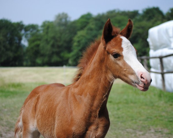 Pferd Vinz im Glück GH (Deutsches Reitpony, 2018, von Vincenzo NRW)