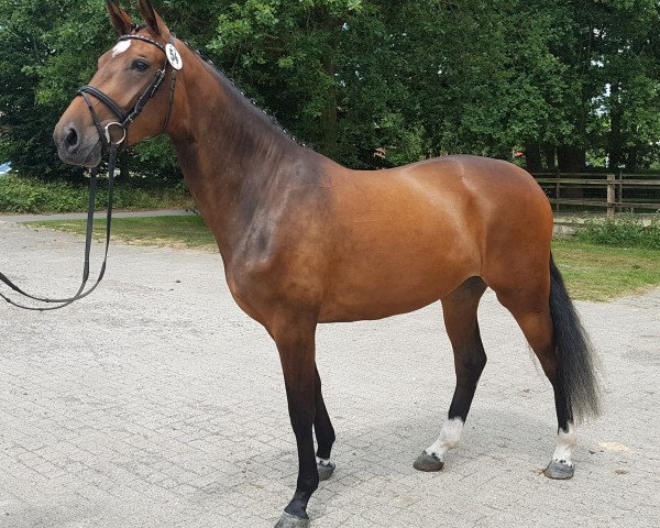 broodmare Donna du Lys (Westphalian, 2015, from Don Diarado)