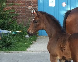 horse Stute von Plot Blue / Cornet Obolensky (Westphalian, 2018, from Plot Blue)