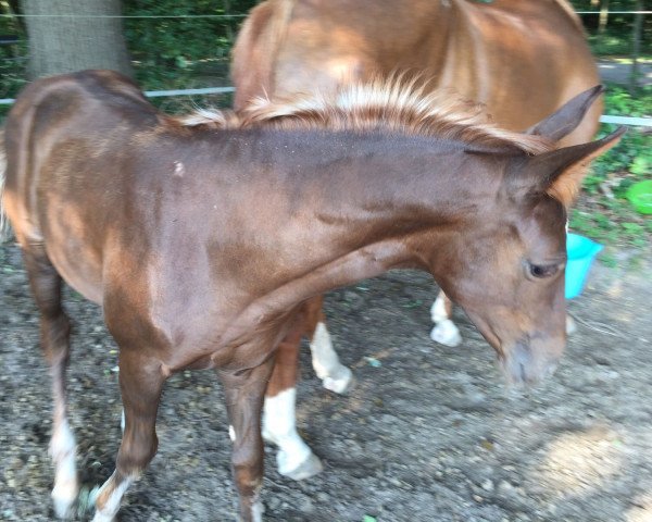 horse Dior (Hanoverian, 2015, from Dimaggio)