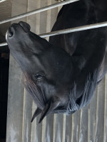 horse Goldschwarz (Trakehner, 2016, from Schwarzgold)