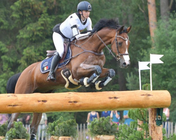 horse Axel Z (Zangersheide riding horse, 2007, from Asca Z)