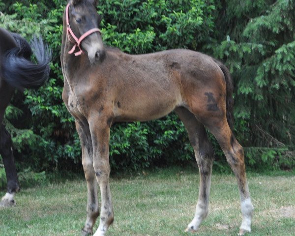 horse Don (Hanoverian, 2018, from Don Martillo)