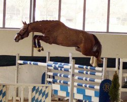 jumper Adlando Forever by HaB (German Sport Horse, 2014, from Andiamo)