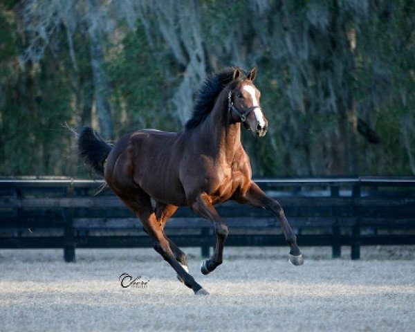stallion Mr. Besilu xx (Thoroughbred, 2009, from A. P. Indy xx)