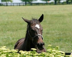broodmare Vertigineux xx (Thoroughbred, 1995, from Kris S xx)