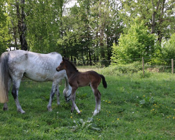 Pferd Valentin JP (Hannoveraner, 2018, von Viscount 22)