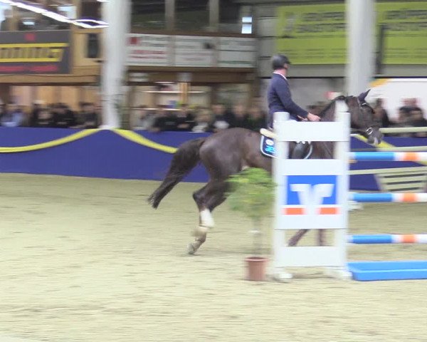 Reitturnier Isterberg 2017