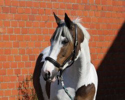 jumper Sanyorina T (German Warmblood, 2007, from Sanyo)