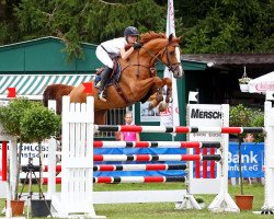 broodmare Dree Boeken's Piroschka (Hanoverian, 2008, from Perigueux)