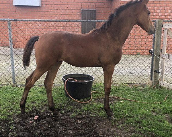 Zuchtstute Cascaya 95 (Hannoveraner, 2017, von Comte) Zuchtstute Cascaya 95 (Hannoveraner, 2017, von Comte)