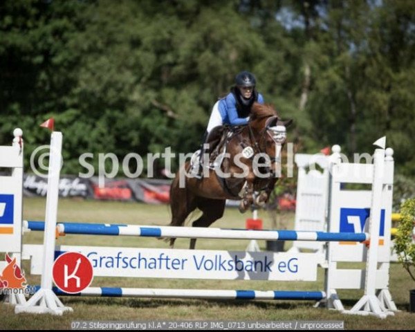 Zuchtstute Dakota 393 (Deutsches Reitpony, 2008, von Der feine Lord AT)