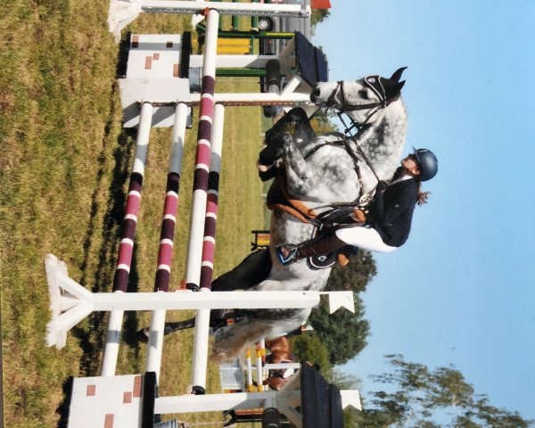 jumper Leandro 187 (German Warmblood, 2009, from Levinus)