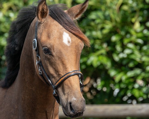 horse Petit Giorgio Armani (German Riding Pony, 2017, from Golden West NRW)
