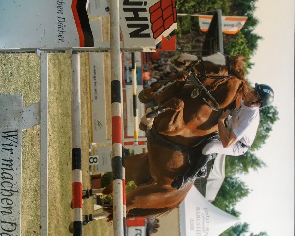jumper Pennylane 41 (Hanoverian, 2010, from Perigueux)