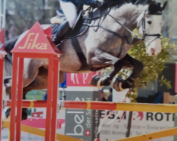 jumper Kilkenny III (Irish Sport Horse, 2012, from Ars Vivendi)