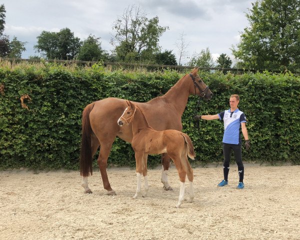 horse Stute von Borsalino / Fürst Grandios (Westphalian, 2018, from Borsalino)