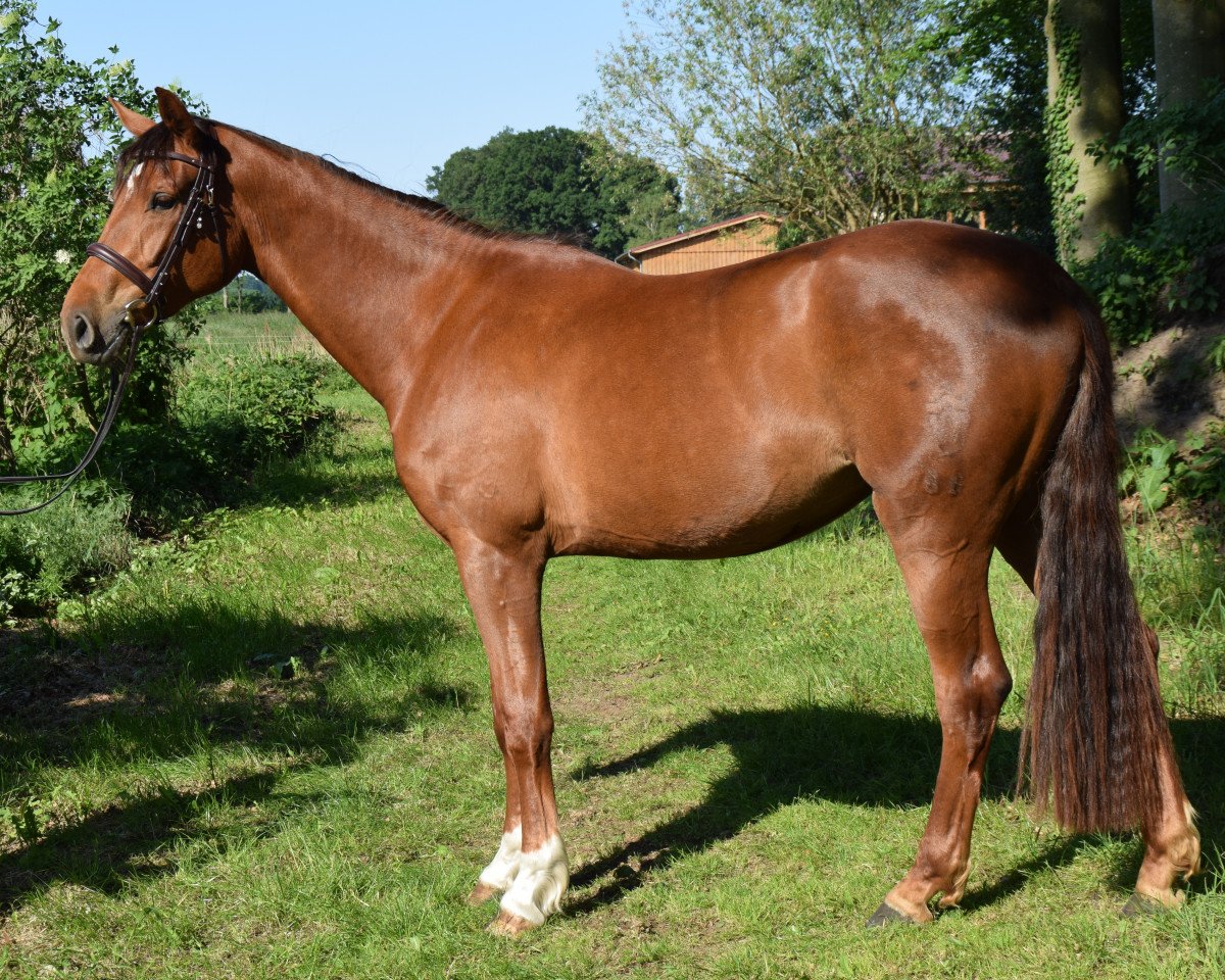 jumper Destiny 274 (Westphalian, 2015, from Diathago)