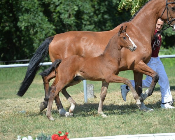 horse Aslo (Holsteiner, 2018, from Askari)