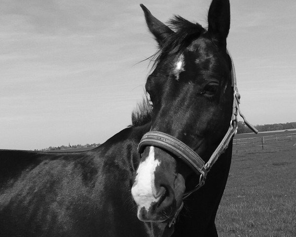 horse Con Color (Oldenburg show jumper, 2013, from Contendros 2)