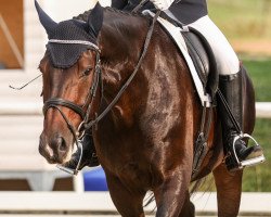 dressage horse Don Jonsen (Hanoverian, 2009, from Don Frederico)