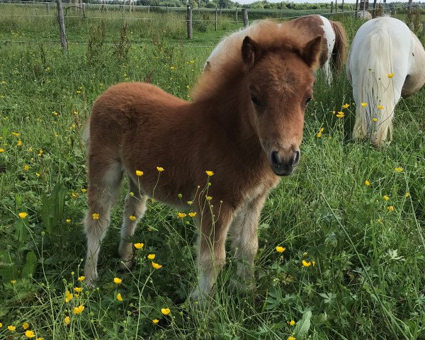 stallion Schoko (Shetland pony (under 87 cm), 2018, from Many Minis Ultimo)