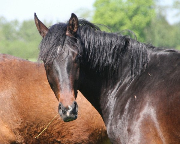 Pferd Fool in Love (Oldenburger, 2015, von Farrell)