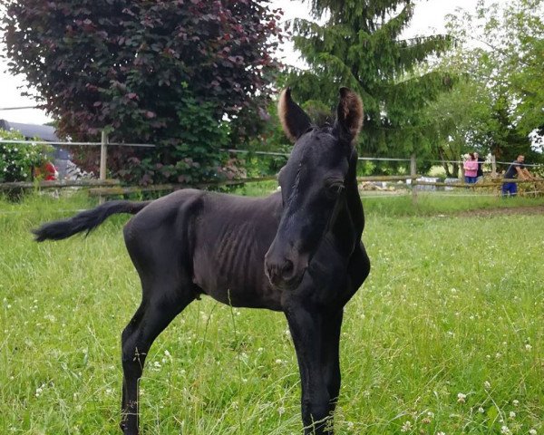 broodmare Fünkchen (Trakehner, 2018, from Schwarzgold) broodmare Fünkchen (Trakehner, 2018, from Schwarzgold)