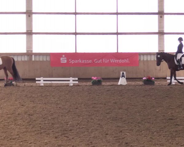 Reitturnier Werdohl-Rentrop 2017