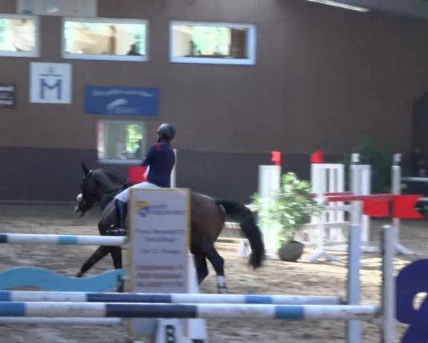 Reitturnier Gadebusch 2017