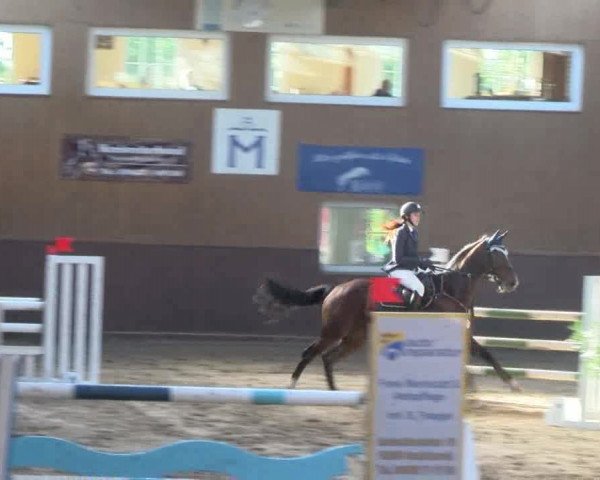 Reitturnier Gadebusch 2017