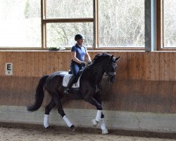 dressage horse Coco D'Amour (Hanoverian, 2012, from Christ)