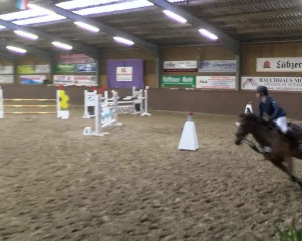 Reitturnier Gadebusch 2017